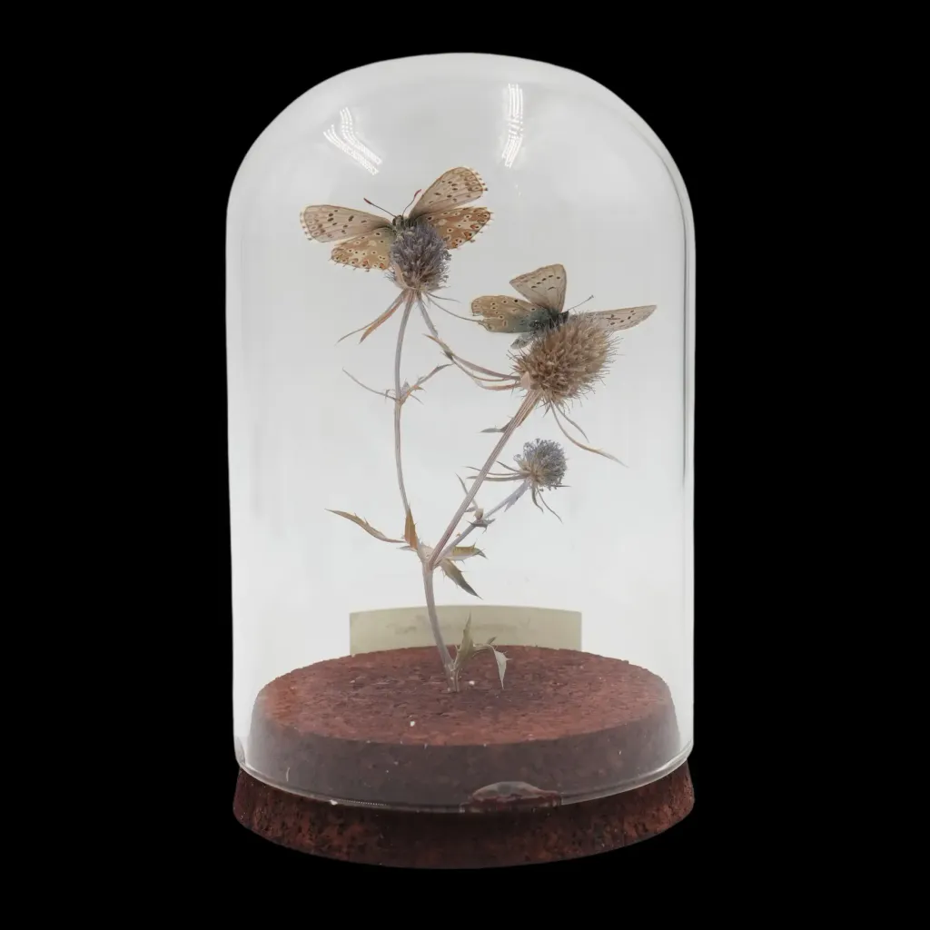 Lycaenidae Butterfly on Flower – Delicate European Masterpiece in Glass Cloche - preview photo 2123