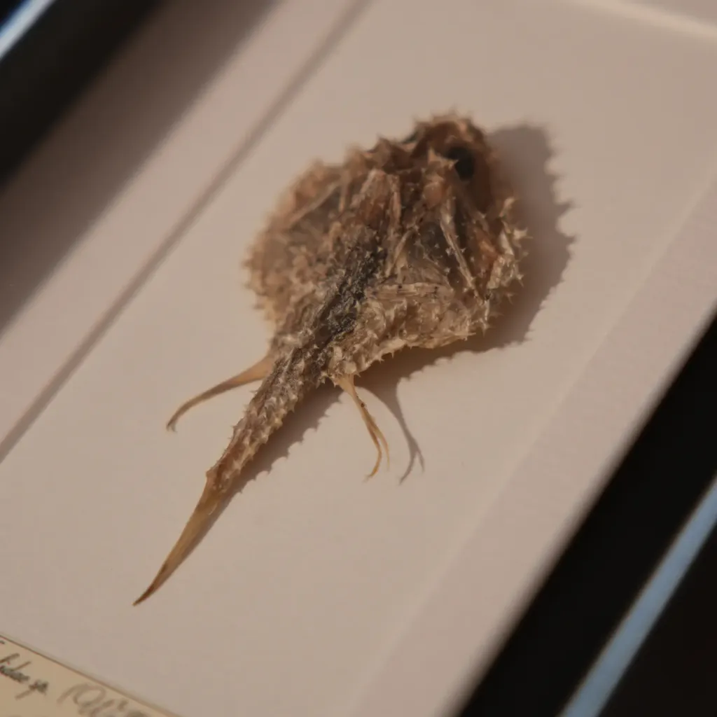 Triclidac sp.「行走魚」——狀態完美的迷人標本 - 預覽圖片 3123