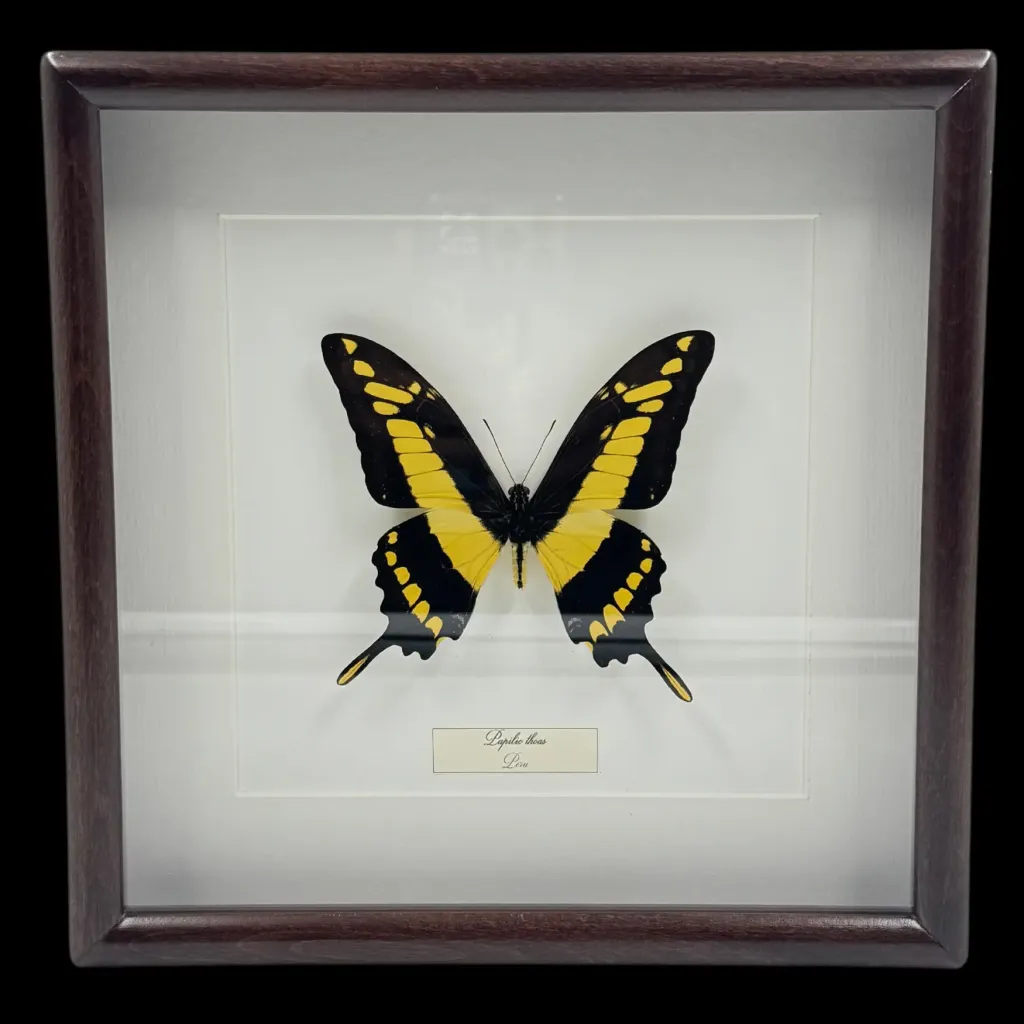 Papilio Thoas, Peru – Timeless Beauty in a Wooden Frame - preview photo 1123