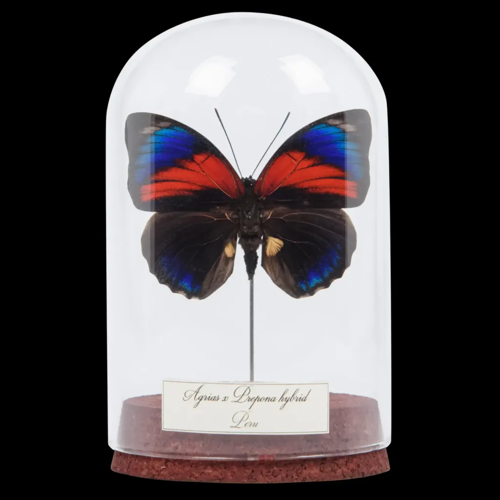 Agrias x Prepona Butterfly hybrid in a glass cloche - preview photo 1123