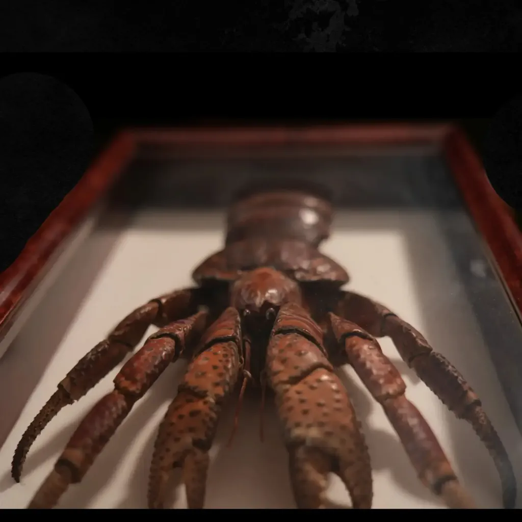 Coconut Crab (Birgus Latro), Indo-Pacific Specimen - preview photo 5123