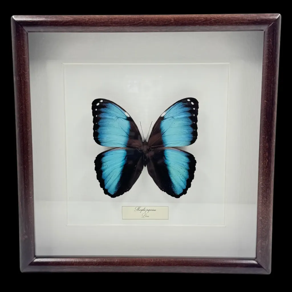 Sapphire Glow – Morpho papirius Butterfly in Wooden Frame, Peru - preview photo 1123