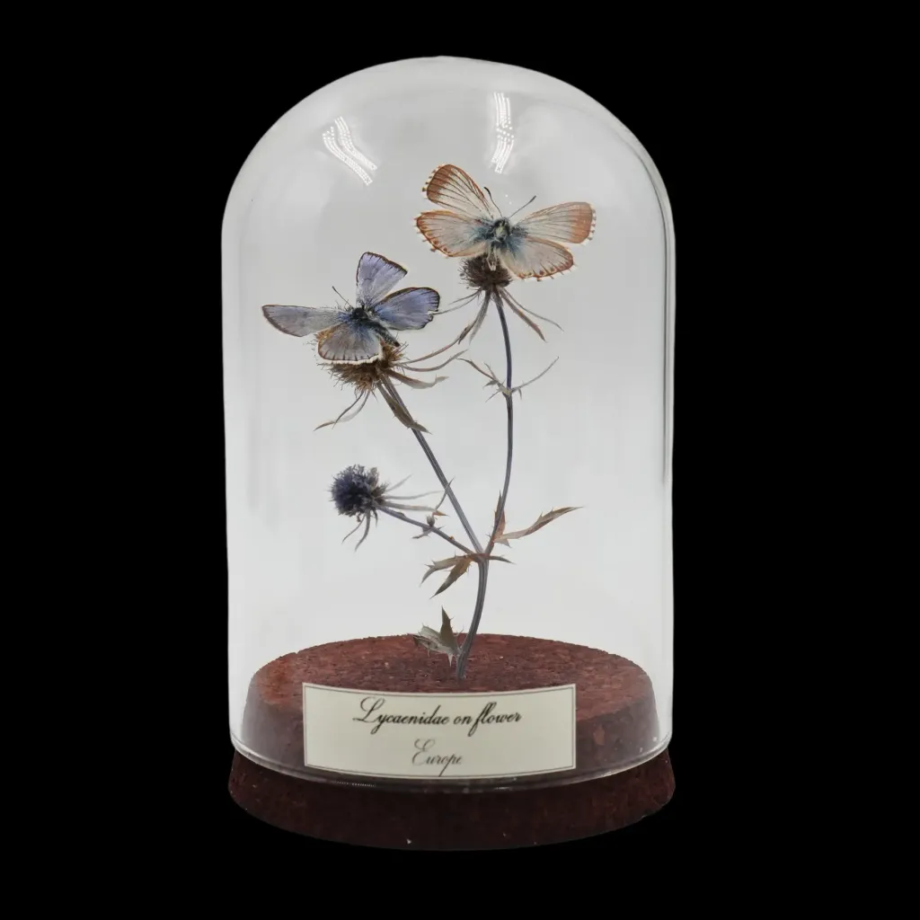 Lycaenidae Butterfly on Flower – Delicate European Masterpiece in Glass Cloche - preview photo 1123