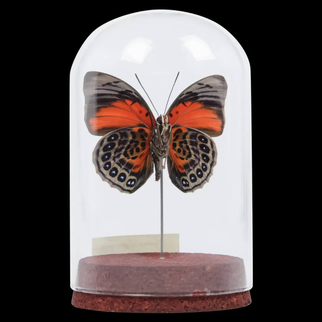 Agrias x Prepona Butterfly hybrid in a glass cloche - preview photo 2123