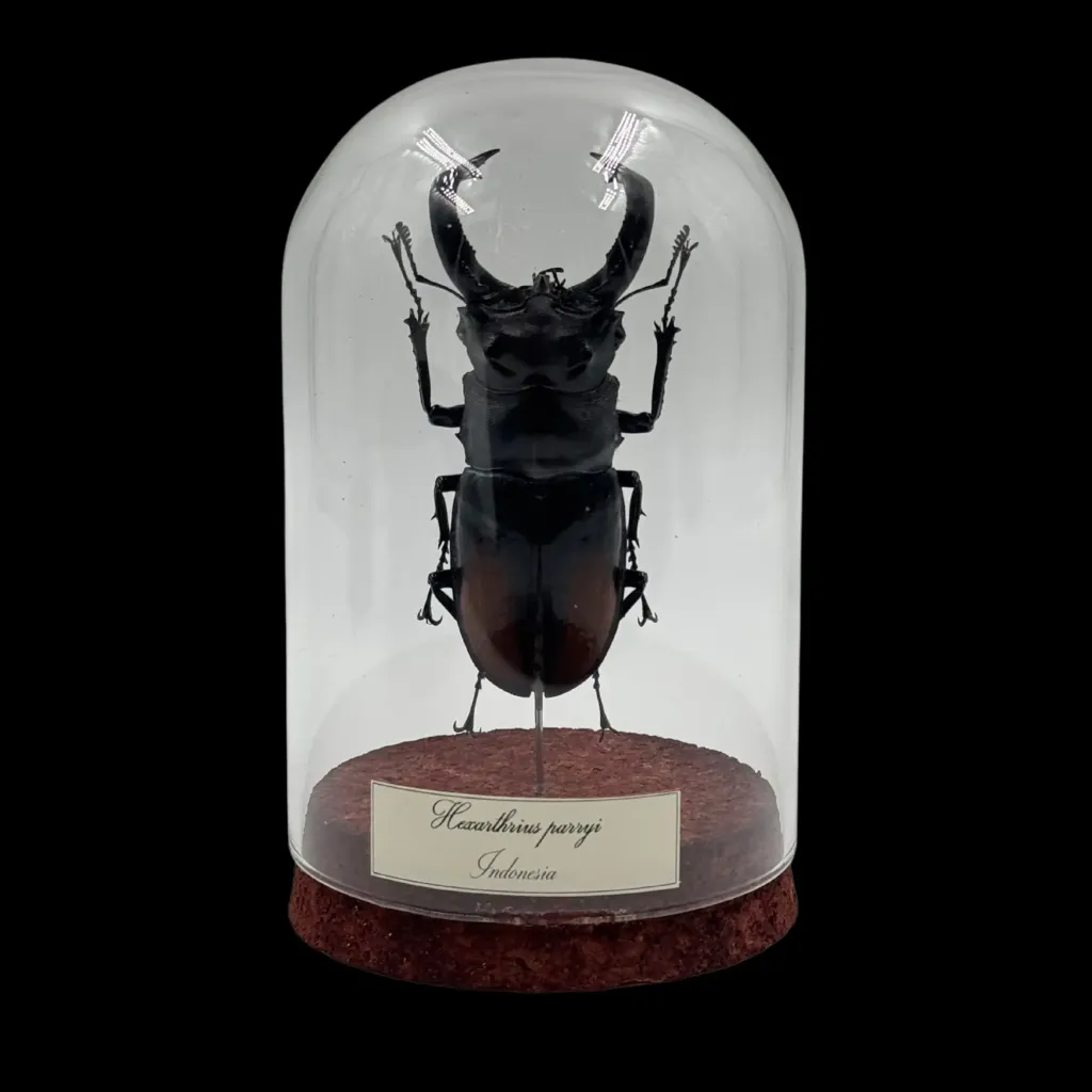 Hexarthrius Parryi - preview photo 1123