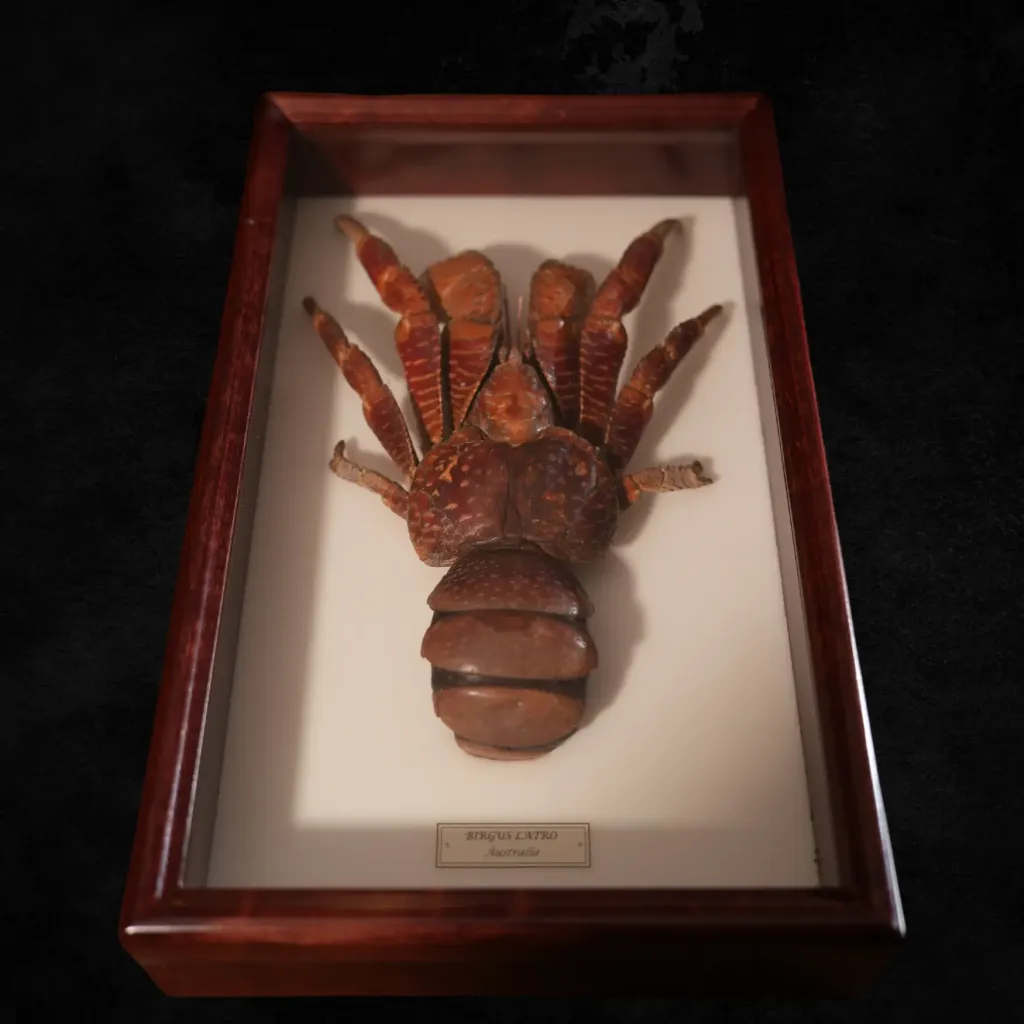Coconut Crab (Birgus Latro), Indo-Pacific Specimen - preview photo 2123