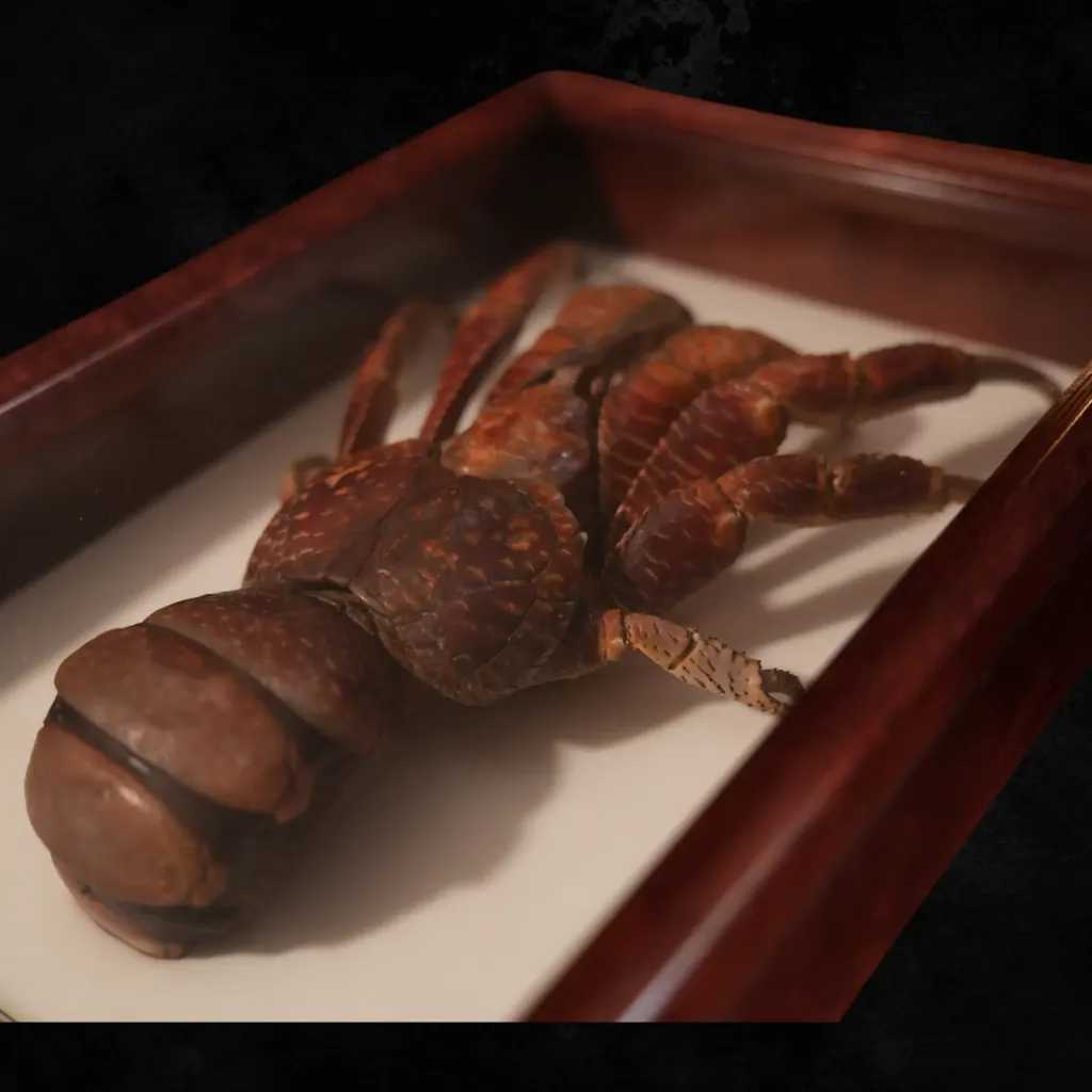 Coconut Crab (Birgus Latro), Indo-Pacific Specimen - preview photo 3123