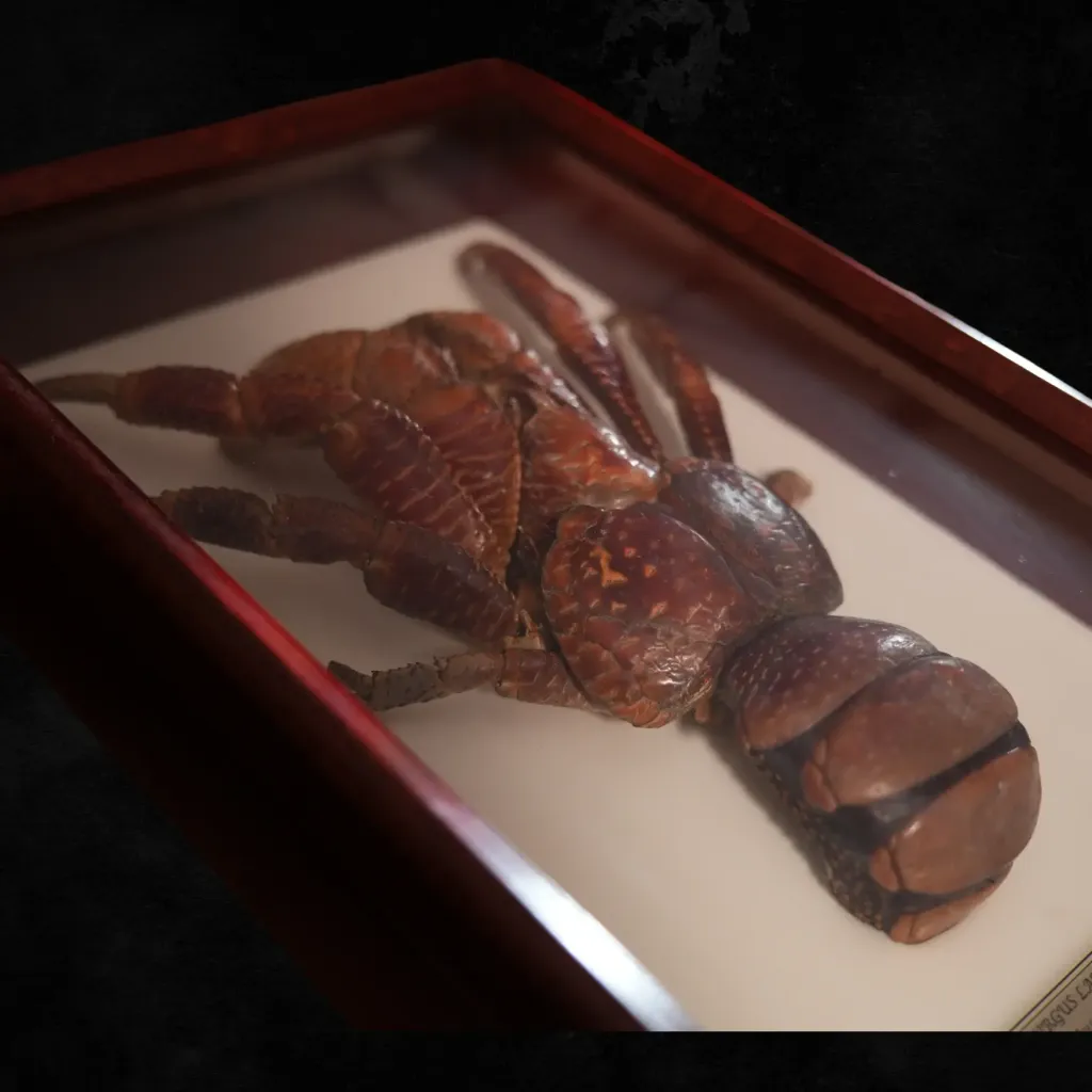 Coconut Crab (Birgus Latro), Indo-Pacific Specimen - preview photo 4123