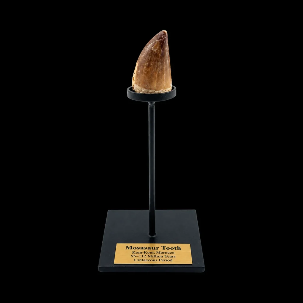 Mosasaur Tooth – Relic of a Cretaceous Sea Predator