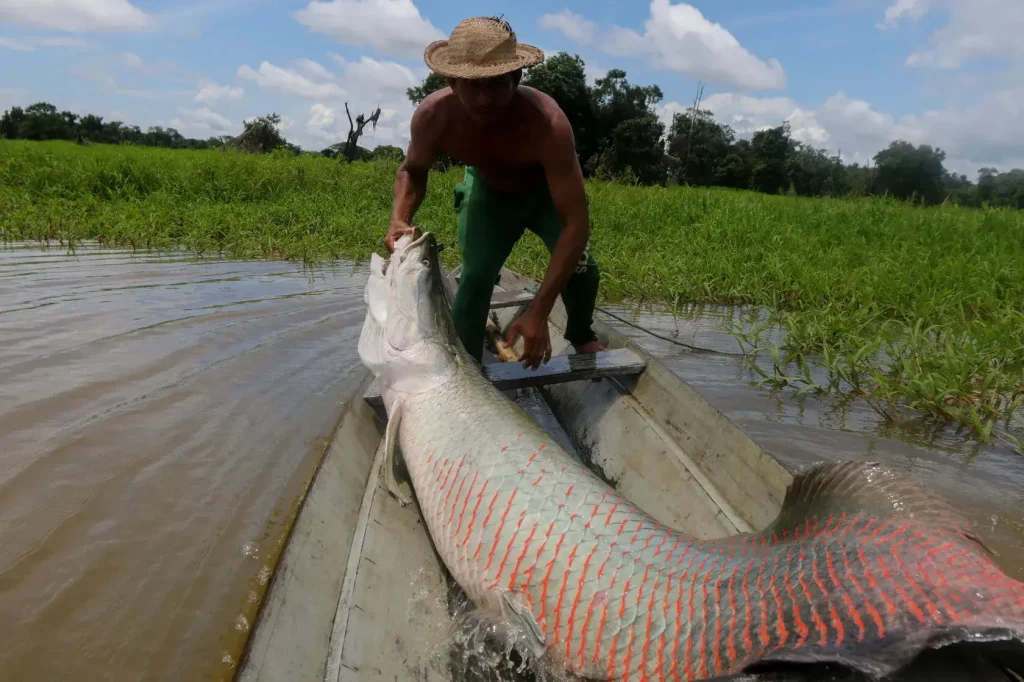 當地嚮導在圭亞那河上把一條巨大的巨骨舌魚抬出小艇