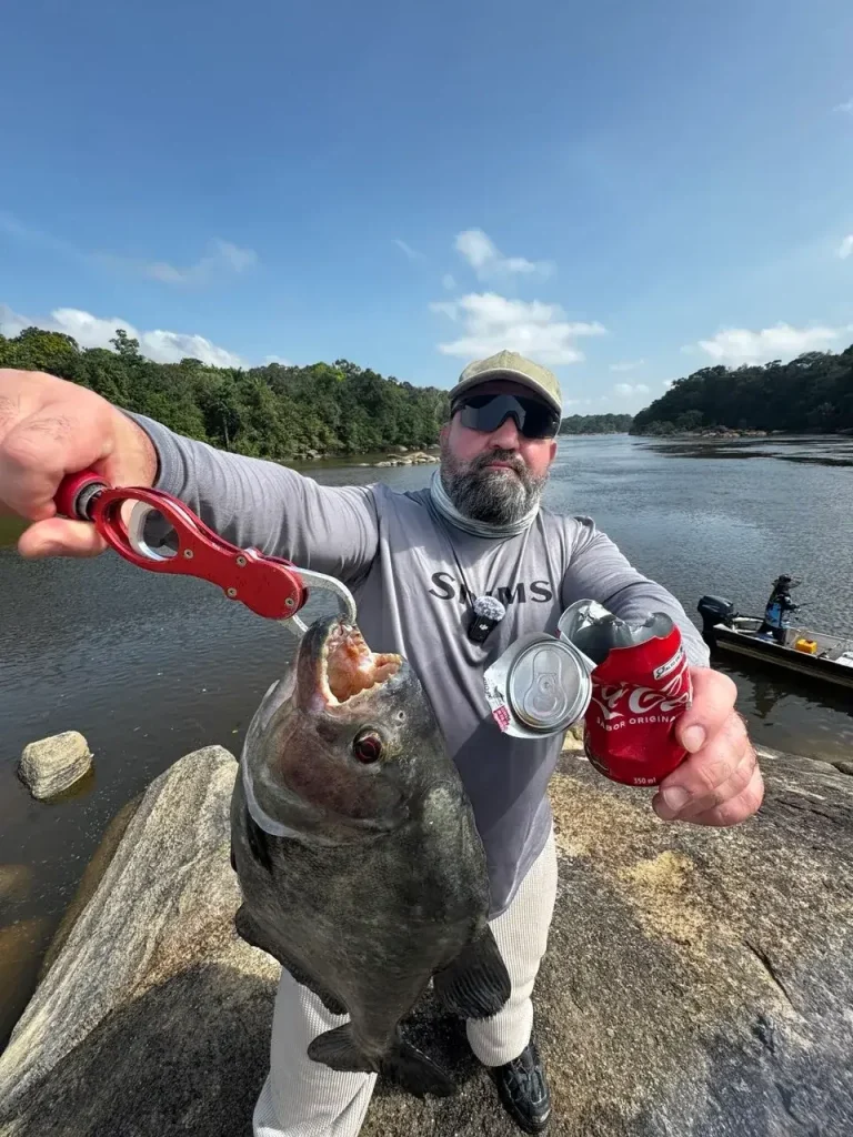 釣客站在河邊岩石上，用魚夾夾住一條黑食人魚，另一手拿著壓扁的罐子