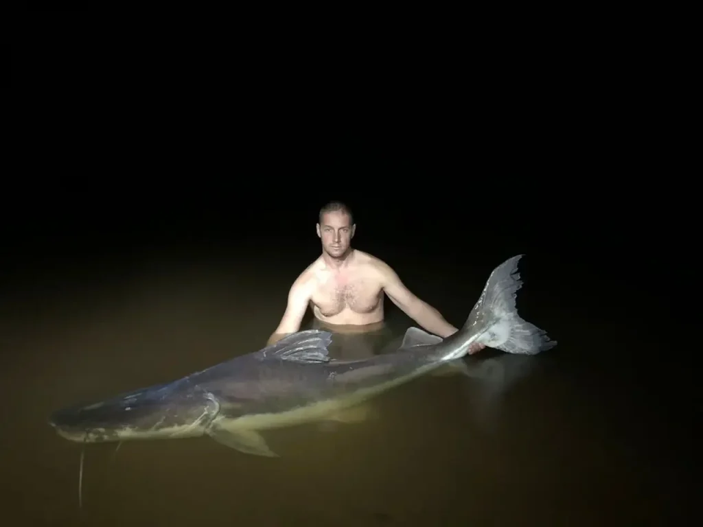 夜間，垂釣者站在水中，身旁是在圭亞那釣獲的巨型鯰魚