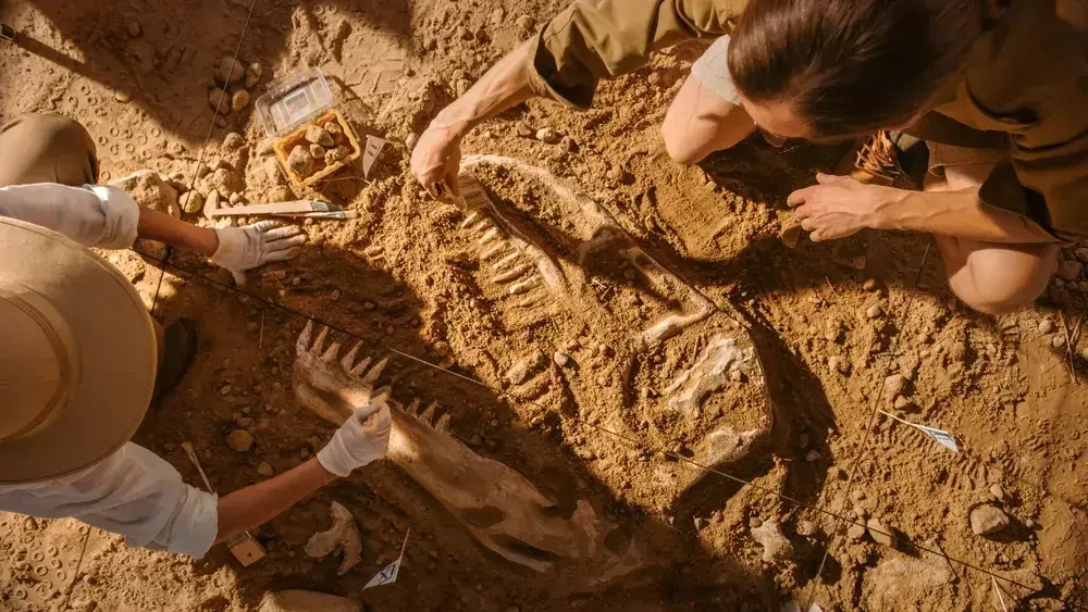 Team digging out dinosaur fossils from sandy ground at an excavation site